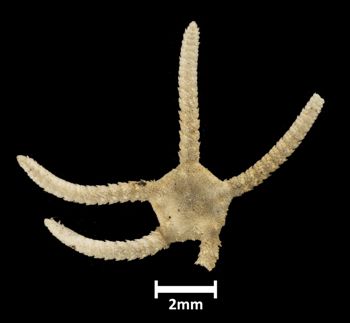 Media type: image;   Invertebrate Zoology OPH-3795 Description: Top down view of single ophiuroid specimen with a scale bar.;  Aspect: dorsal